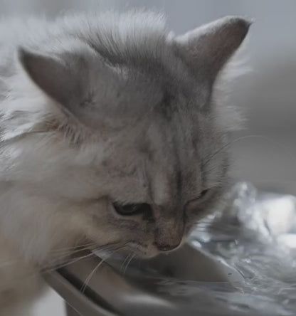 Fontaine à eau pour chat - 2,2L en inox